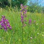 Anacamptis laxiflora - Foto M. Pelazza